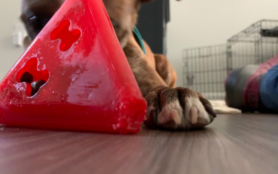 Canine Enrichment FAQs
