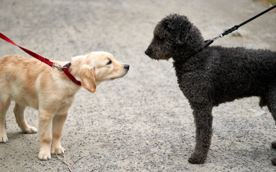 10 Thoughts About On-Leash Greetings