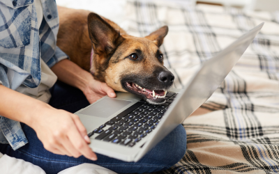 Five Benefits of Online Dog Training