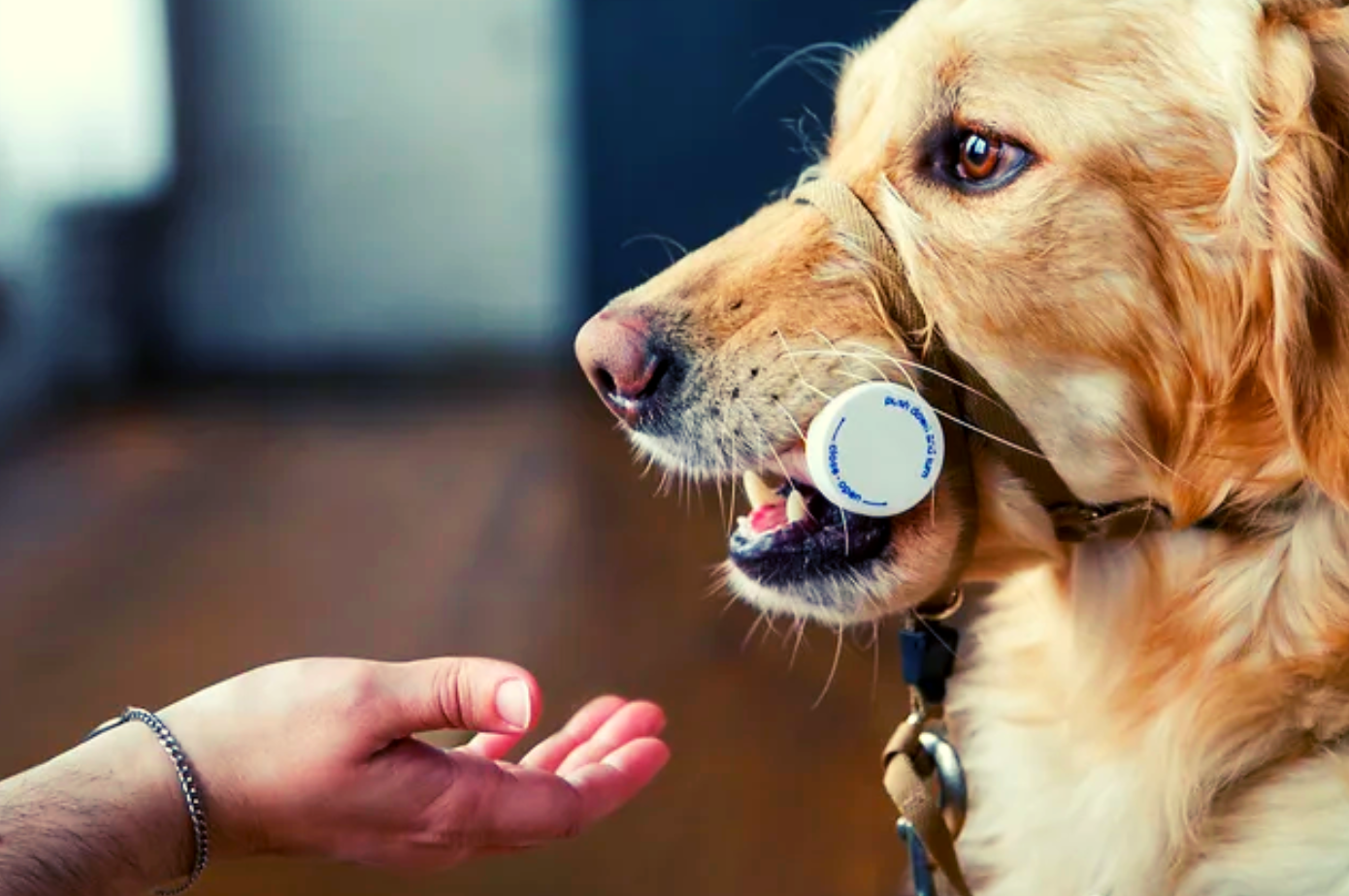Train your own Helper Dog! We can help!