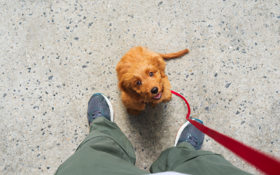 How the Right Puppy Class Can Change Everything