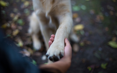 Why Obedience Training Isn't Fixing Your Dog's Behavior (And What Will)