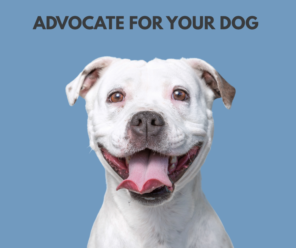 Understanding Thresholds: The Key to Helping Your Dog Succeed