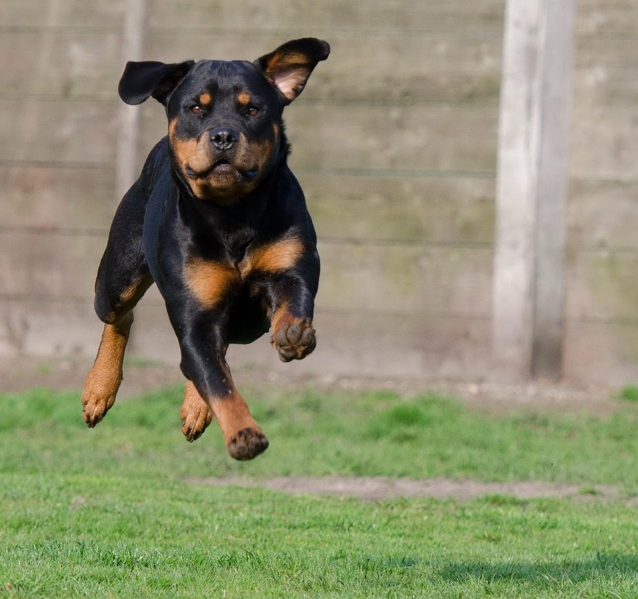 Three Games to Improve Your Dog's Recall