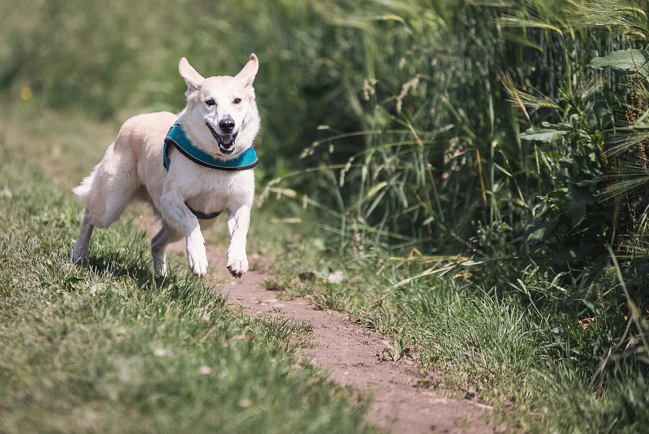 Treats Are Not A Crutch For Recall Training