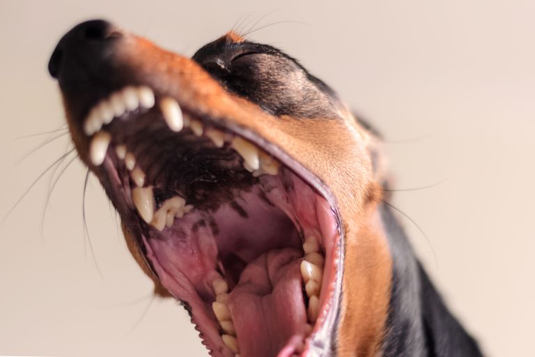 dog dwarf pinscher with open jaws. angry dog