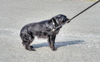 stopped on walk