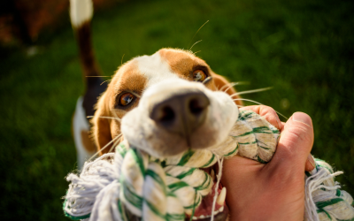 tug of war