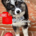 Puppy Survival Guide