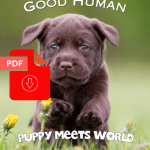 Puppy Meets World