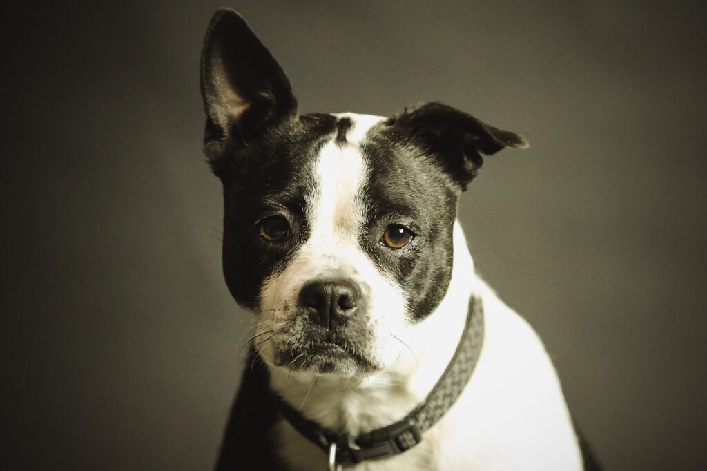 dog, pet, collar, dog collar, domestic, domestic dog, nature, black and white dog, canine, portrait, dog portrait, mammal, animal, purebred