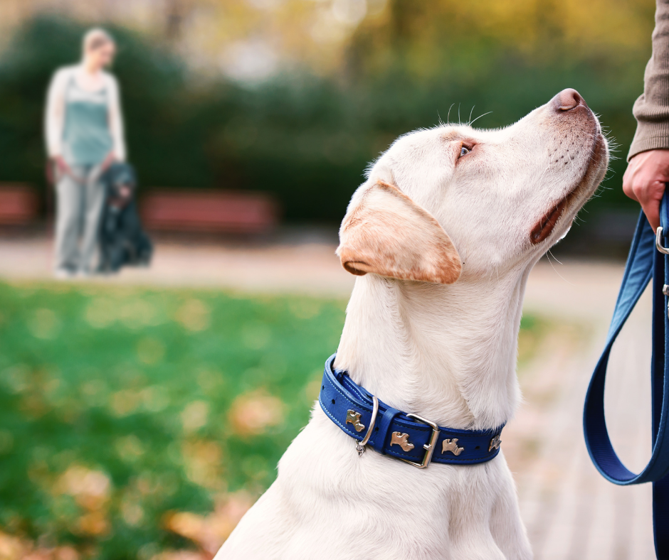 2 teams are training their leash-reactive dogs together.