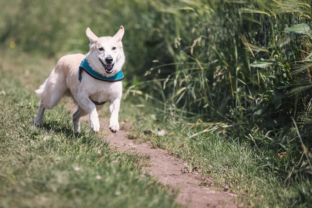 dog, run, fun, animal, domestic animal, to play, running, pet, to hunt, nature, great, enjoyment of life, fur, fast continuously, dog run, sprint, rude, mixed breed dog