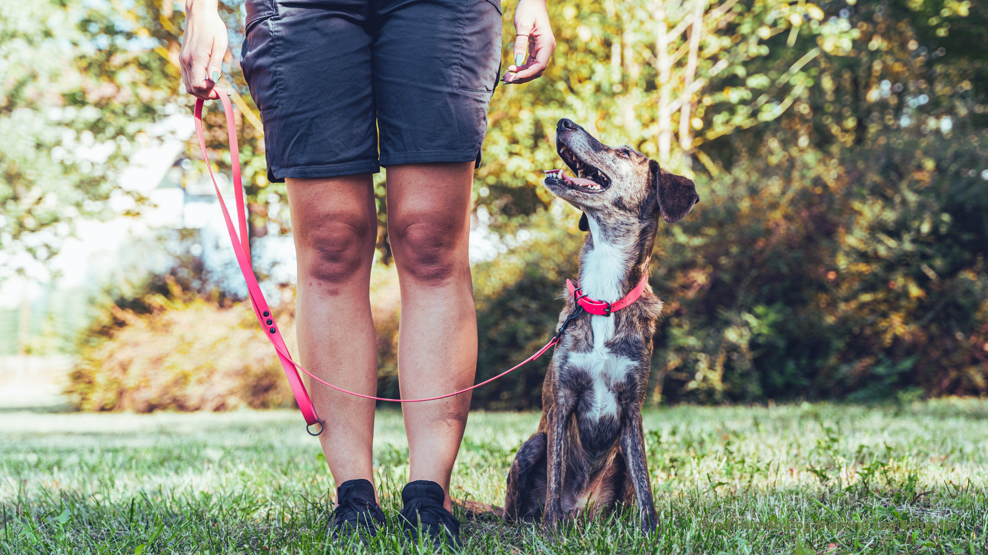 Good Start to Dog Training