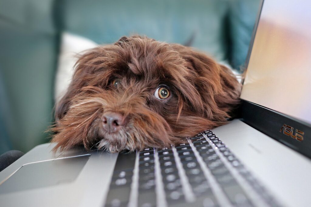 dog, containment, telework, bichon, havanese, pet, animal, cute, laptop, keyboard, computer science, nature, reflection, animals